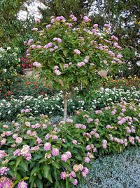 Pink flowering plants in park