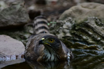 Close-up of bird