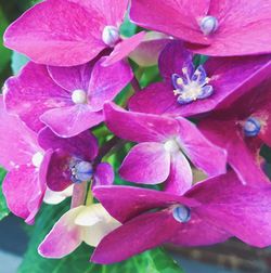 Close-up of pink flowers