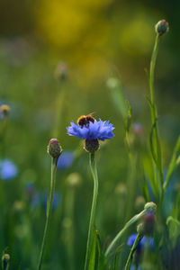 Close-up of purple flowering plants on field