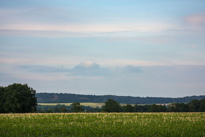 Scenic view of field against sky