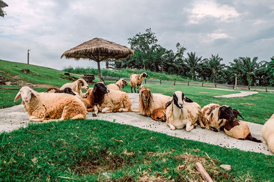 View of sheep on field