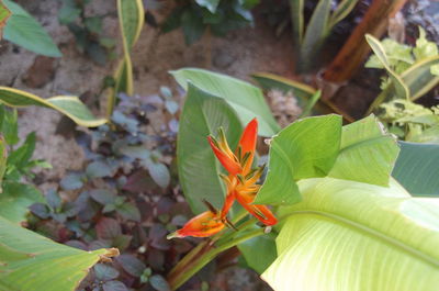 Close-up of flowers