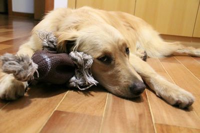 Dog lying on floor