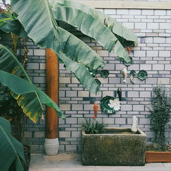 Banana leaves growing against wall