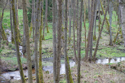 Trees in forest