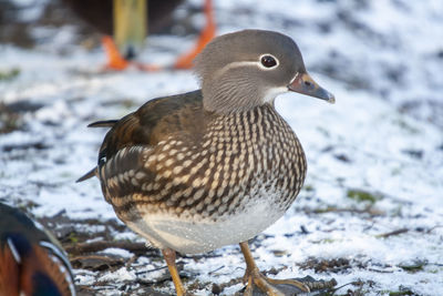 Close-up of duck in snow