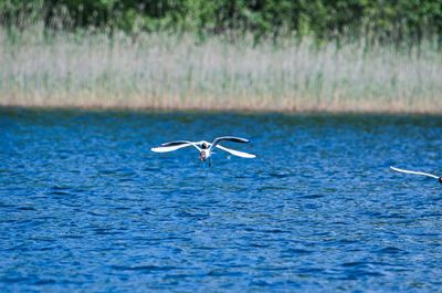 Seagull flying over a water. two seagulls flying with food 