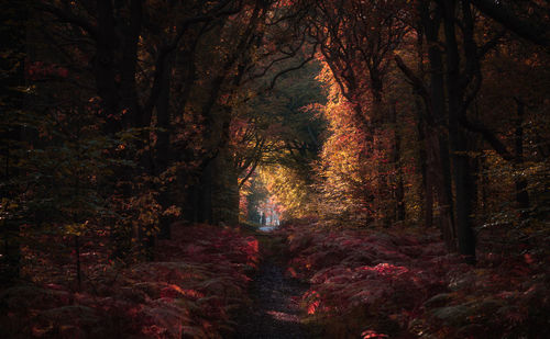 Trees in forest during autumn