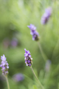 Close-up of purple flowering plant