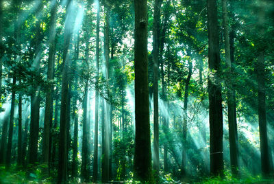 Sunlight streaming through trees in forest