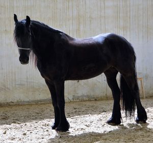 Side view of horse standing outdoors