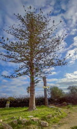 Tree on field against sky
