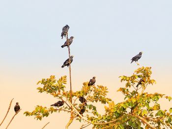 Low angle view of bird perching on a tree