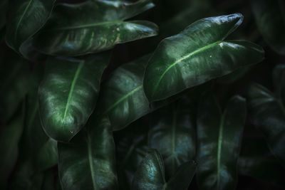 Close-up of green leaves