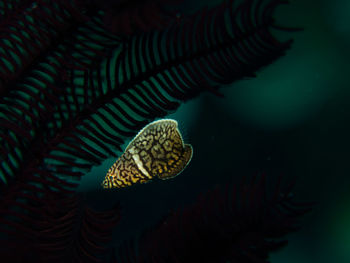 Close-up of fish swimming in sea