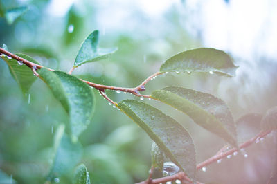 Close-up of water drops on tree branches