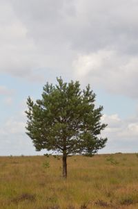 Tree on field against sky