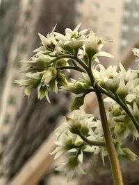 Close-up of flowers growing on tree