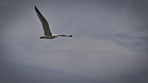 Low angle view of seagull flying