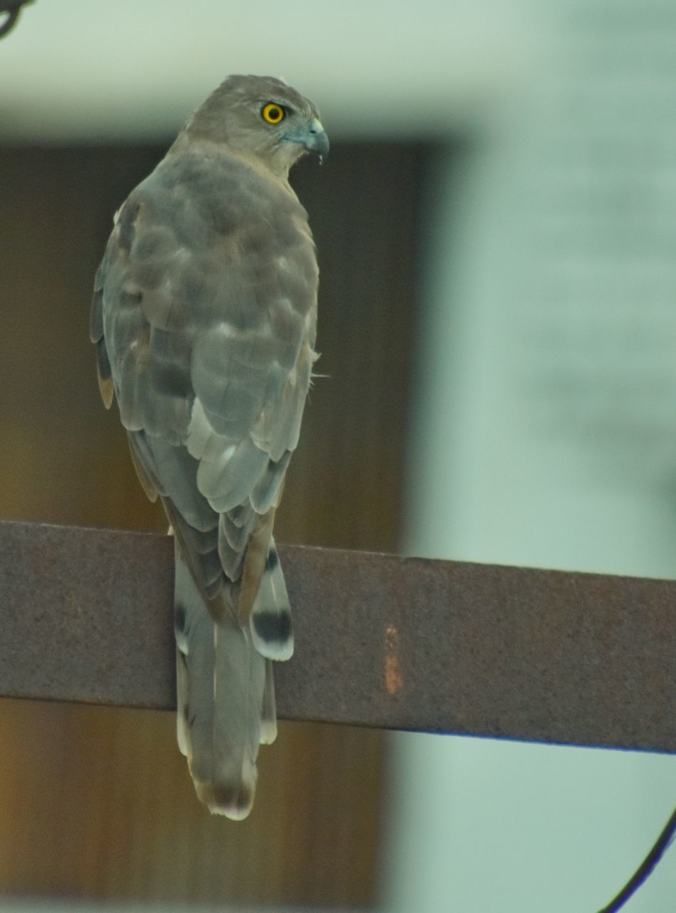 CLOSE-UP OF EAGLE PERCHING ON METAL RAILING