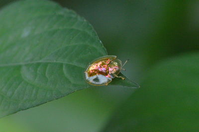 Close-up of insect on leaf