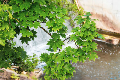 High angle view of plants growing in water