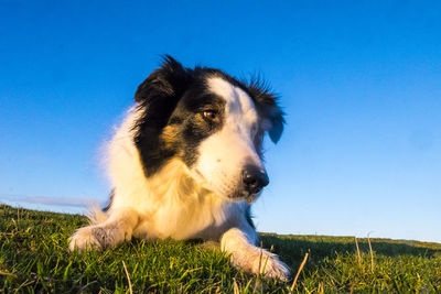 Close-up of a dog on field against blue sky