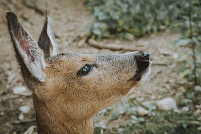 Close-up of deer