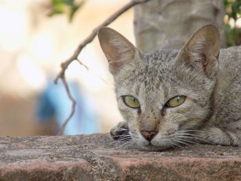 Portrait of cat relaxing outdoors