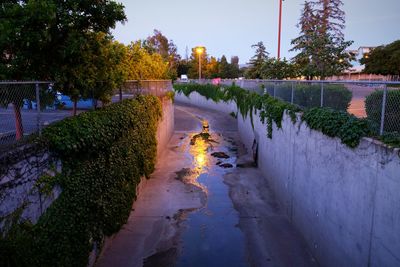 Narrow stream along trees