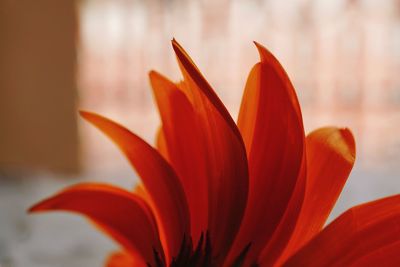 Close-up of orange flower blooming outdoors