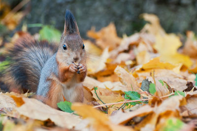 Close-up of squirrel on autumn leaves