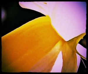 Close-up of yellow flower