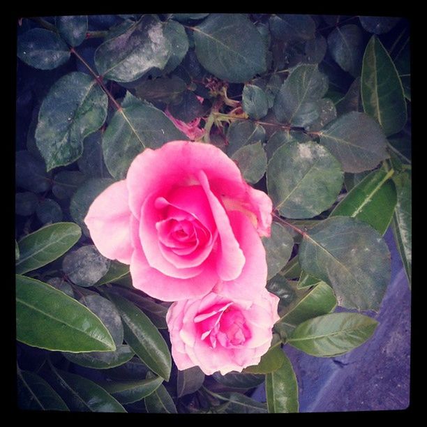 flower, freshness, petal, fragility, flower head, transfer print, pink color, beauty in nature, leaf, growth, rose - flower, close-up, nature, auto post production filter, blooming, plant, single flower, in bloom, rose, pink