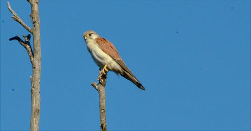 Low angle view of bird perching on branch against blue sky