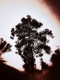 Silhouette trees against sky at sunset