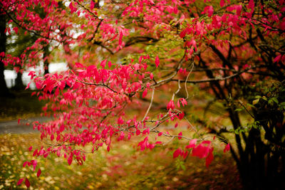 Red flowers on tree