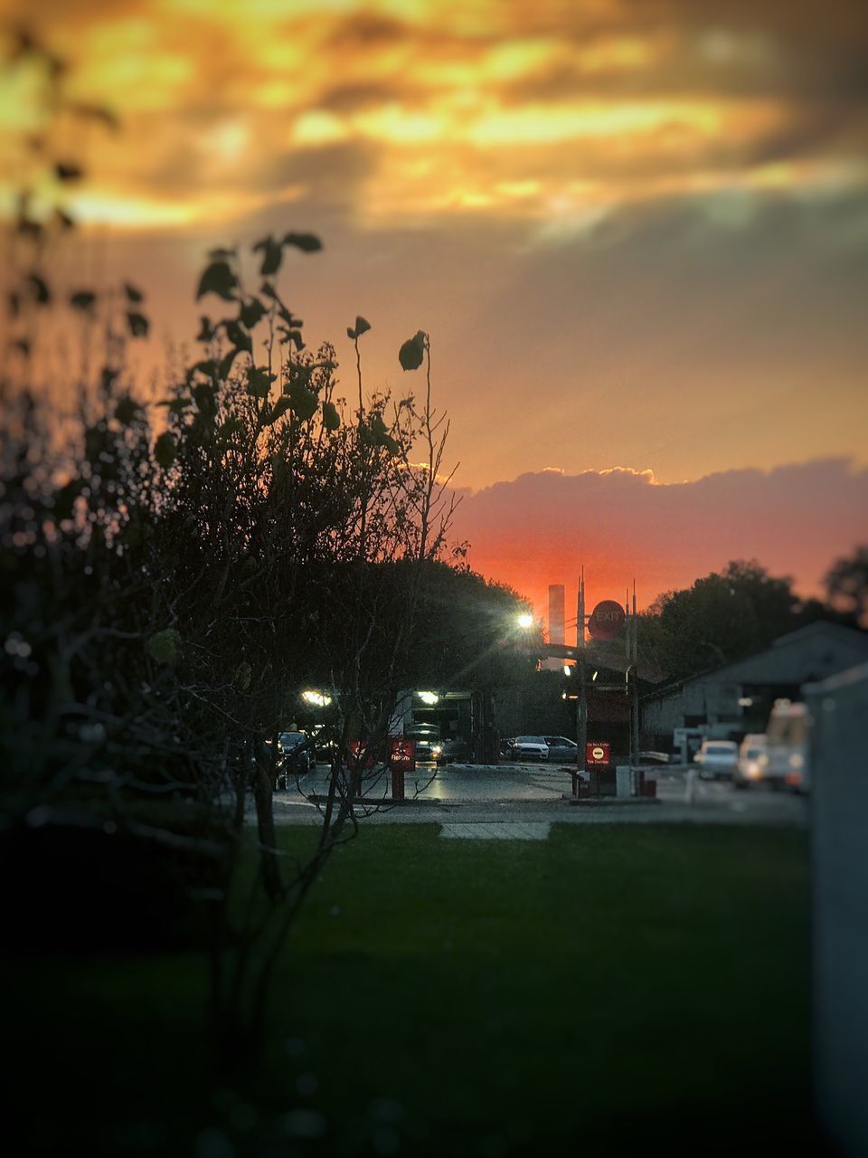 TREES IN CITY DURING SUNSET