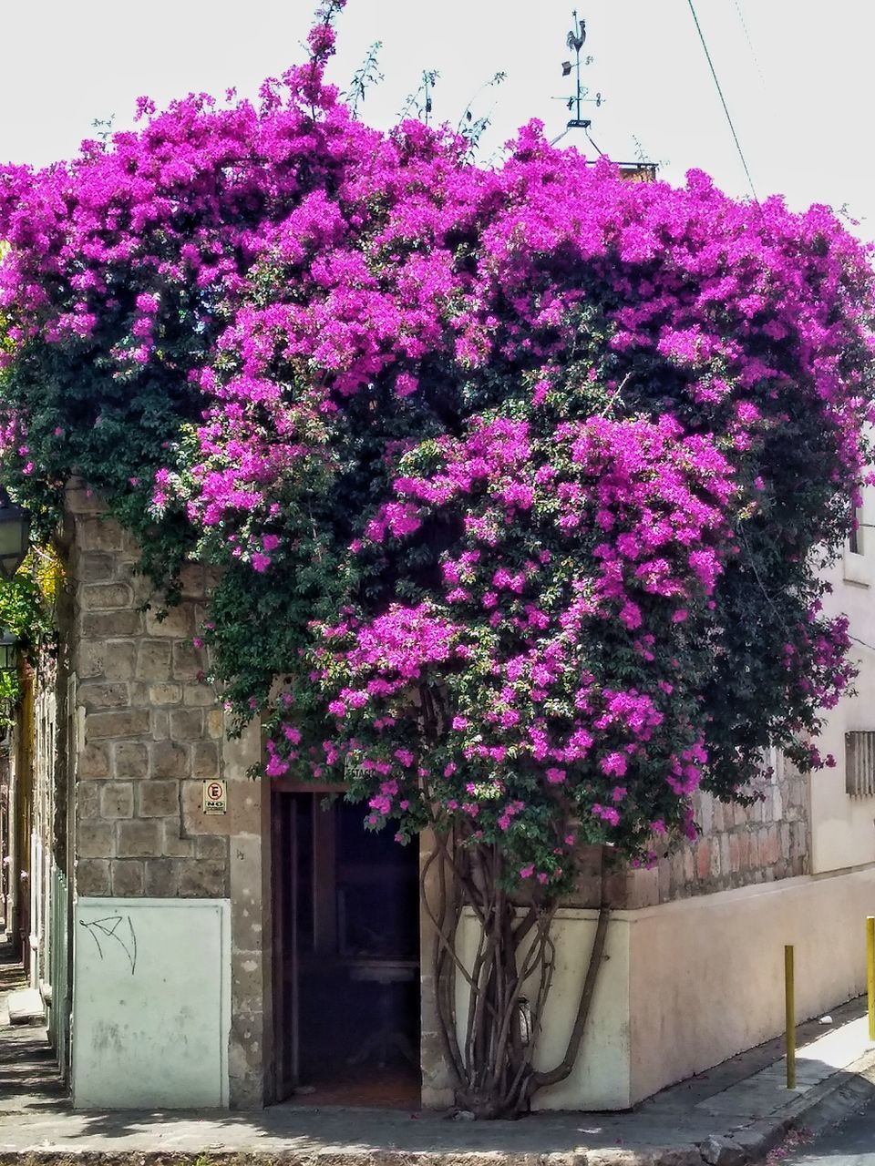 plant, flower, flowering plant, growth, architecture, nature, pink color, built structure, building, building exterior, outdoors, tree, entrance, no people, city, beauty in nature, freshness, vulnerability, fragility, day, purple