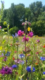 flowering plant