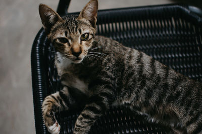 Close-up portrait of tabby cat