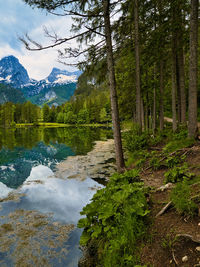 Scenic view of lake in forest