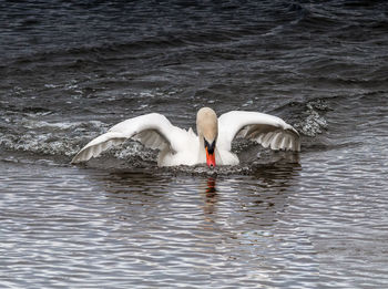 Mute swan swimming in lake