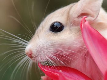 Close-up of hand feeding