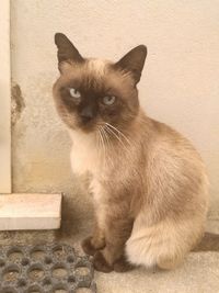 Portrait of cat sitting outdoors