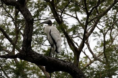 Low angle view of bird perching on tree