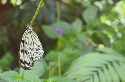 Close-up of butterfly