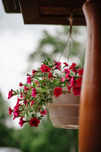Close-up of red flower pot on potted plant