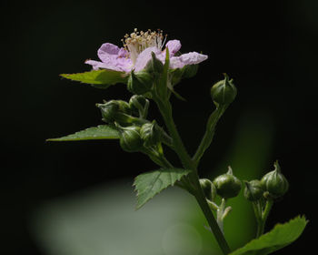 Close-up of flowering plant against black background